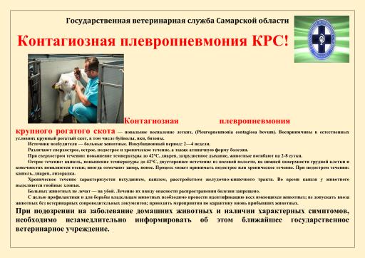 Контагиозная плевропневмония КРС памятка