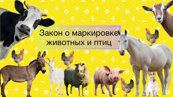 Маркирование и учет сельскохозяйственных животных