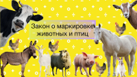 Маркирование и учет сельскохозяйственных животных
