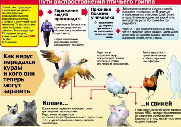 ВНИМАНИЕ - ПТИЧИЙ ГРИПП!