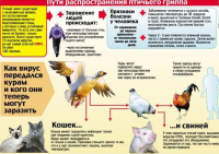 ВНИМАНИЕ - ПТИЧИЙ ГРИПП!