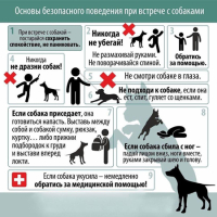 Основы безопасного поведения при встрече с собаками