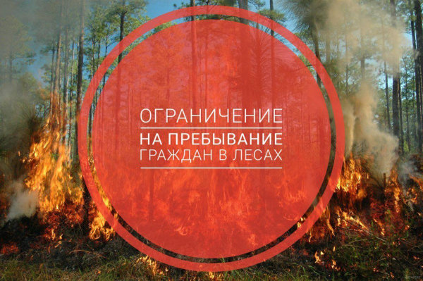 Ограничения пребывания граждан в лесах