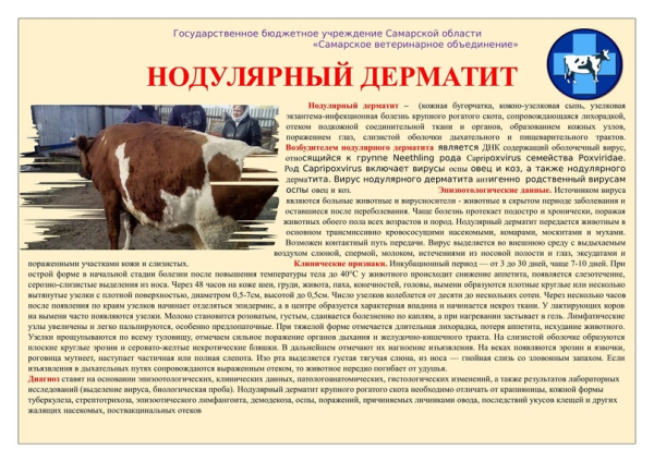 Нодулярный дерматит