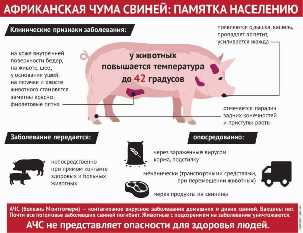 Африканская чума. Памятка населению.
